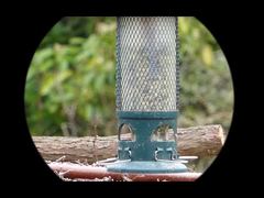 تک چشمی دید در شب ویدیوی 4K Mini91